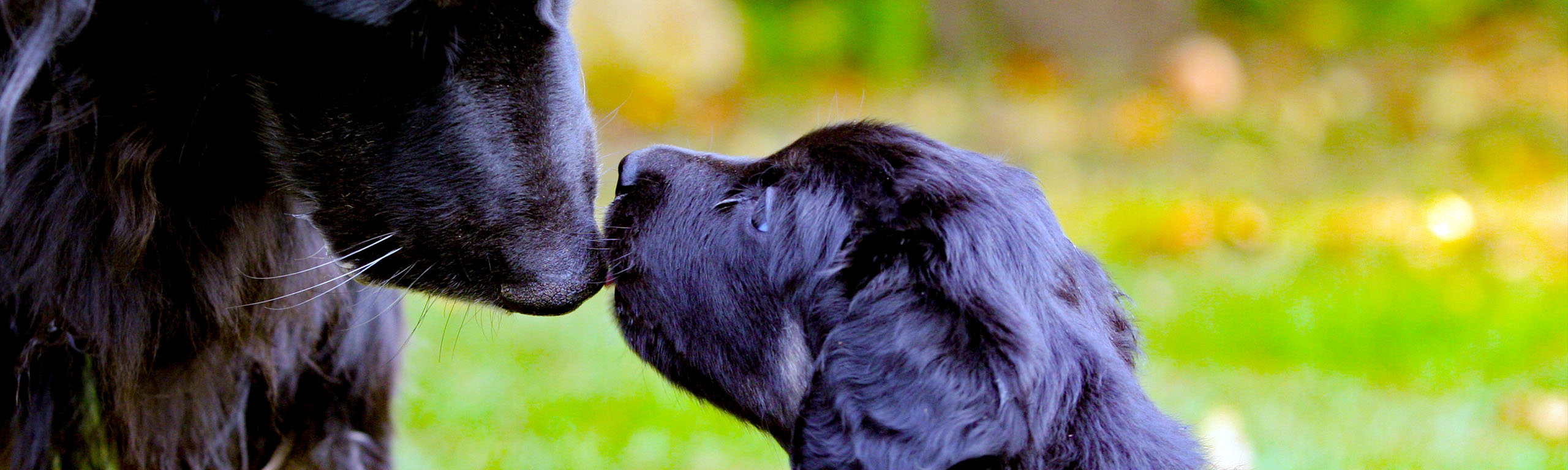 Zucht Rassezuchtverein Für Hovawart Hunde Ev