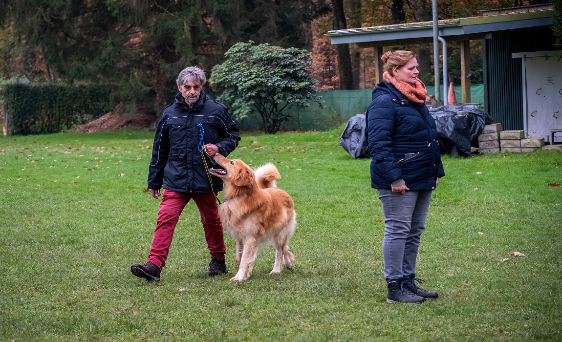 Pollux vom Büssemfeld